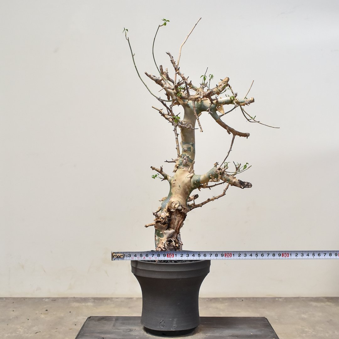 takishiman　コレクション株　コミフォラ　カタフ　ターカネンシス fit=scale-down,w=1200