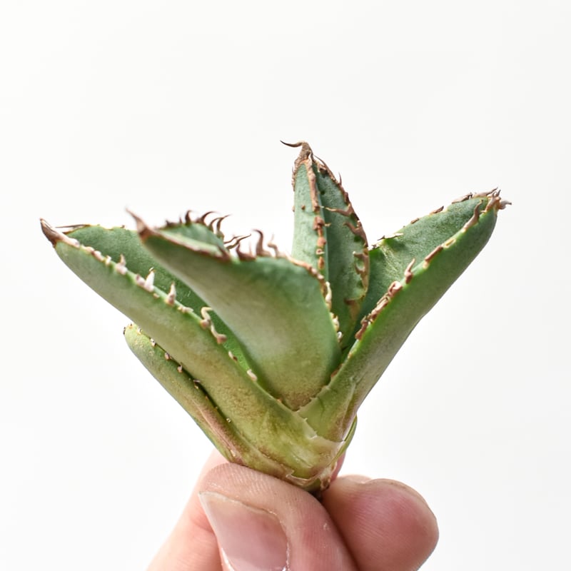 アガベ チタノタ 