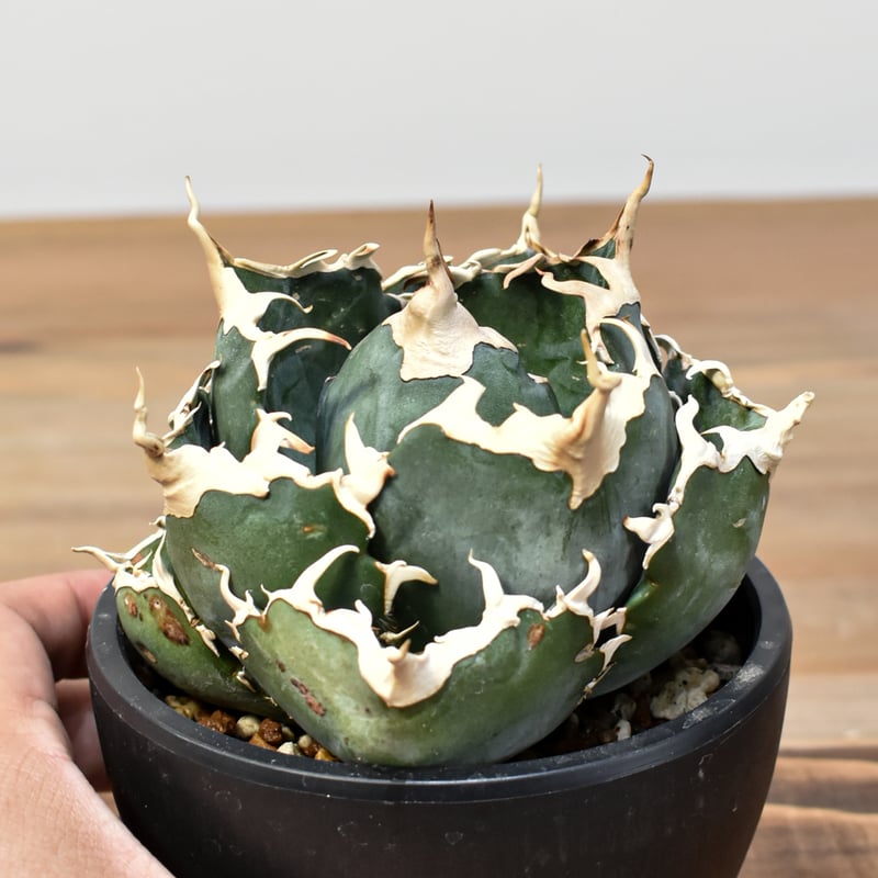 アガベ チタノタ 白鯨 台湾株 大株 植物図鑑】アガベ チタノタ（ティタノータ） 白鯨とは？希少な美しさを