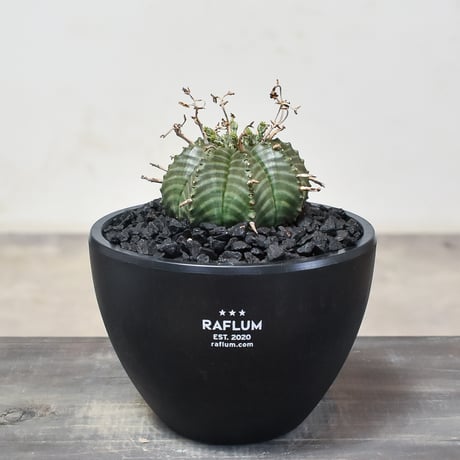 特大　オベサ × バリダ 交配種　陶器鉢のまま発送　ユーフォルビア　コーデックス 特大 オベサ × バリダ 交配種 陶器鉢のまま発送 ユーフォルビア