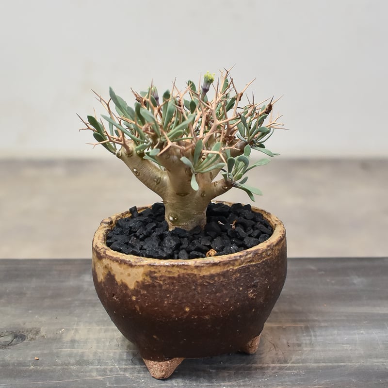 オトンナ ユーフォルビオイデス 