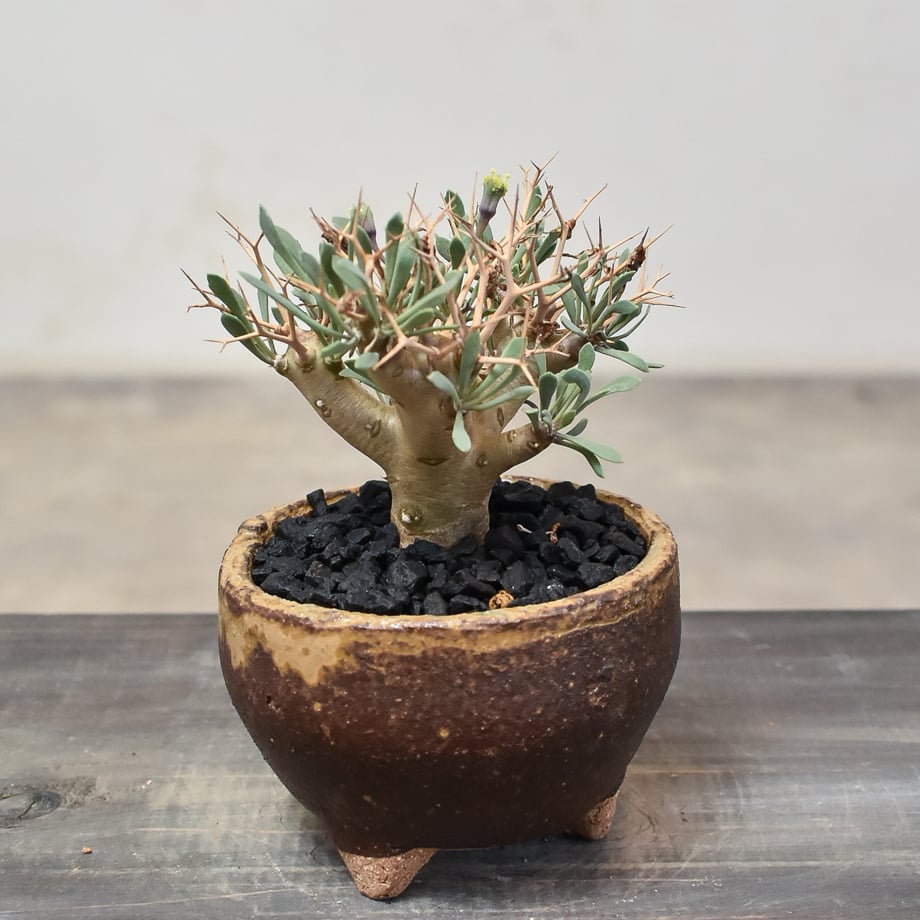 オトンナ ユーフォルビオイデス 