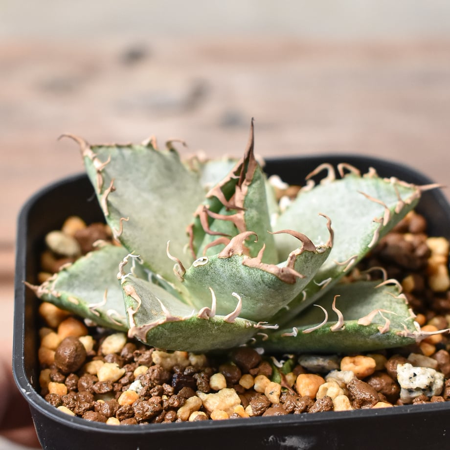 66bc5e7816b7bc00dfedbea0