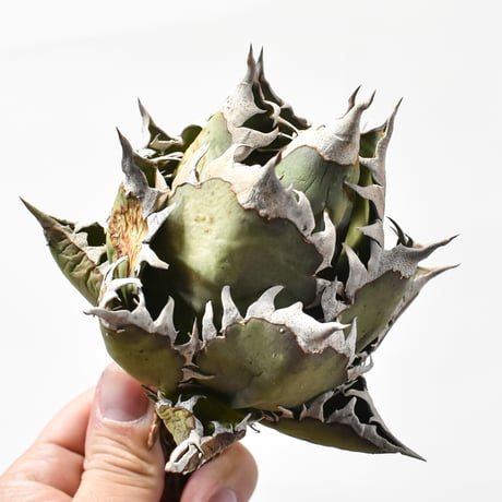 アガベ チタノタ "精品レッドキャットウィーズル" / 精品赤猫 , 精品紅猫  【台湾 dragon agave産/中株/抜き苗】E DG25010378(T)