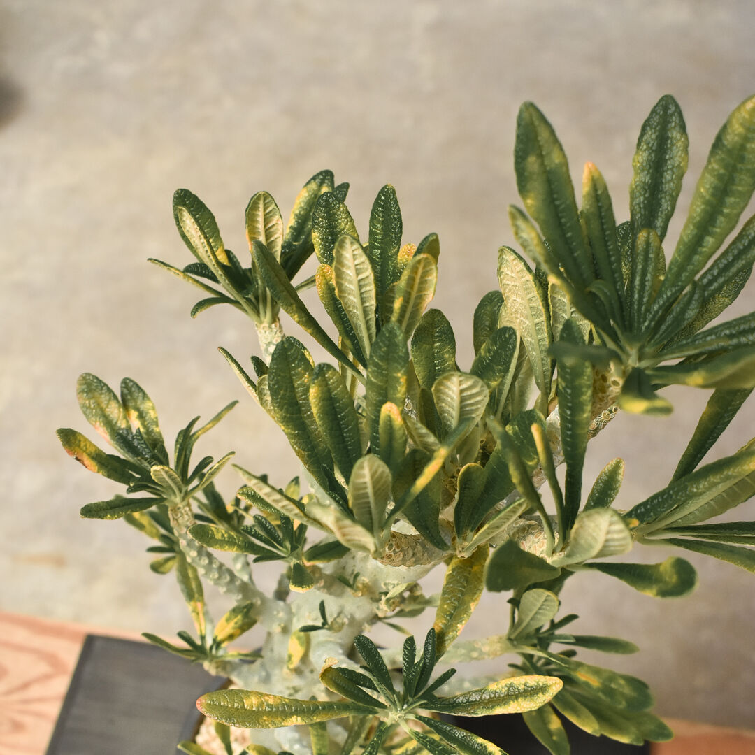 ドルステニア ギガス（発根済み）RF231433(T) | RAFLUM / ラフラム