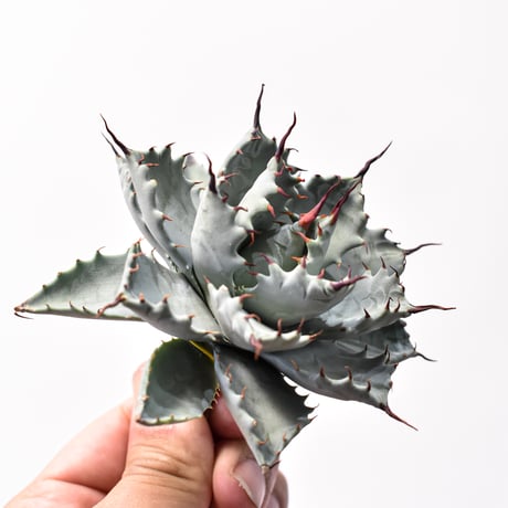 アガベ ハイブリット アメリカ白銀甲蟹(美系白銀)×象牙妖炎【台湾botanical_seeker産/選抜株】RF25011801