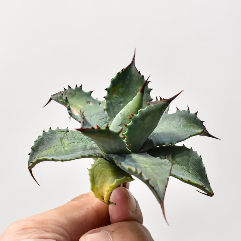 アガベ ハイブリット （パラサナ、イシスメンシス）× 曙光【台湾