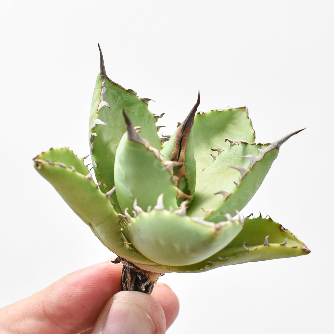 アガベ 甲妖×巖龍 isth×utahensis×titanota アガベ Dennis hybrid 甲妖x鬼爪（isthmnensis x utahensis