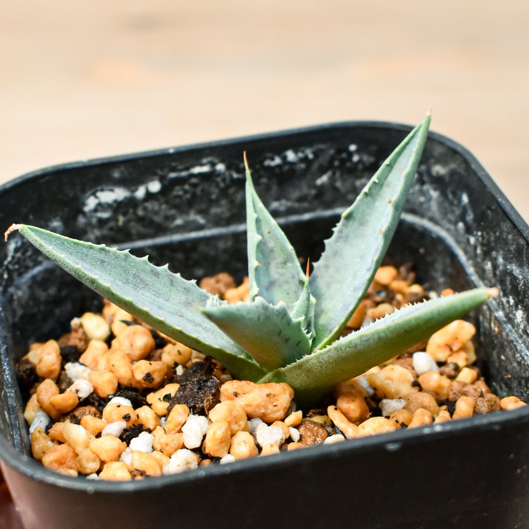 アガベ ハイブリット 