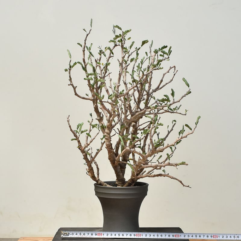 センナメリディオナリス 現地球 コレクション品 senna meridionalis