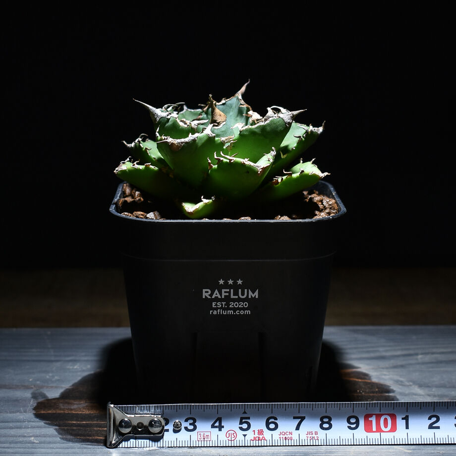 アガベ　チタノタ　バラクーダ Agave Titanota 