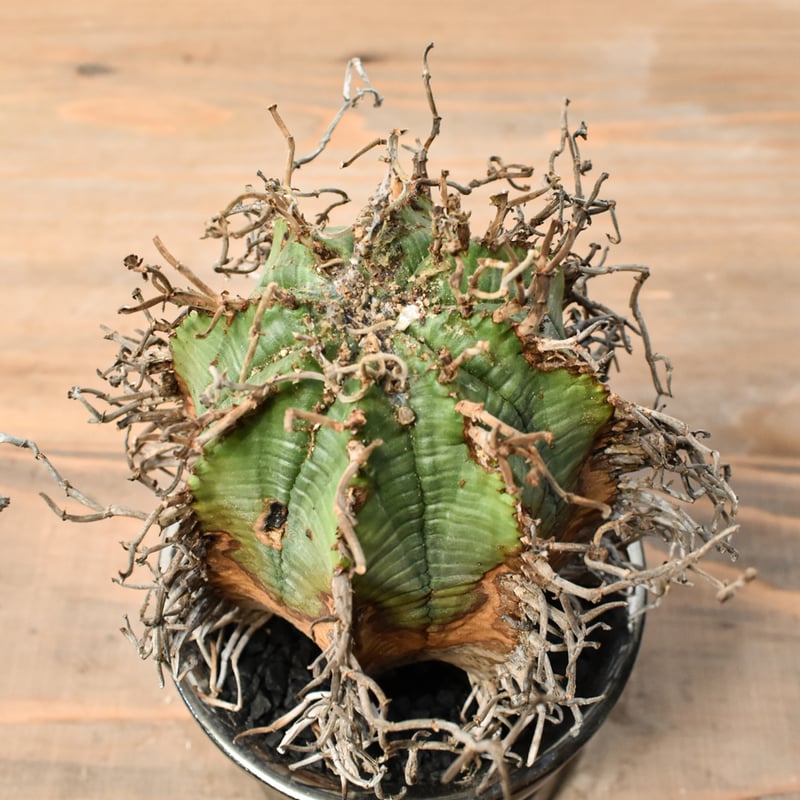 ユーフォルビア オールドスーパーバリダ 