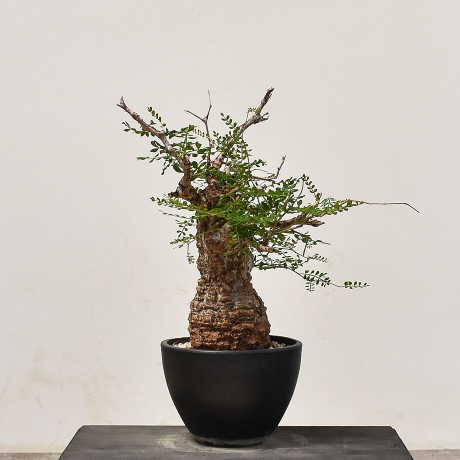 パキプス 根差し srl 発根済み オペルクリカリア パキプス （発根済み