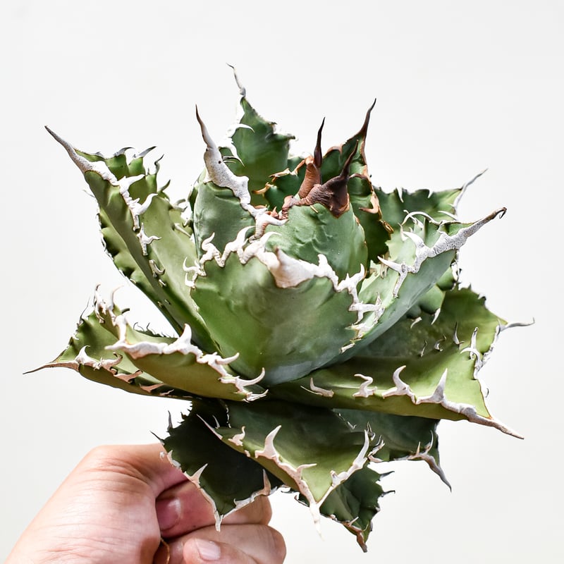 アガベ チタノタ ソーラーエクリプス 