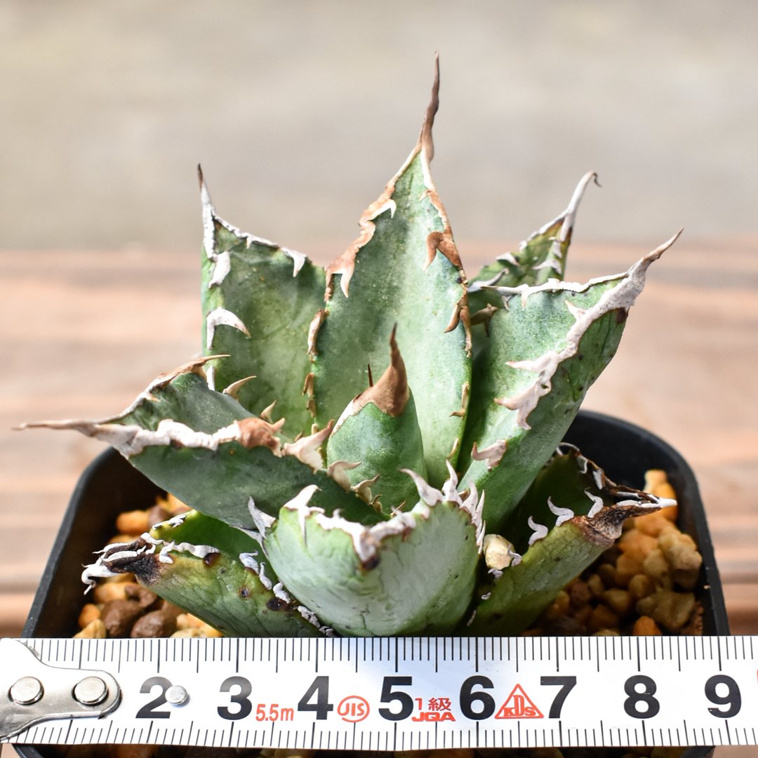 アガベ2株セット 怒雷神 チタノタ ソーラーエクリプス 錦 多肉植物