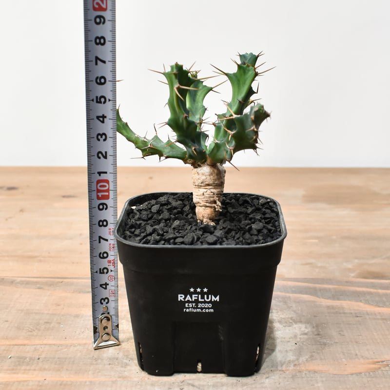 ユーフォルビア クラビゲラ 【実生】 RFHK25011504 | RAFLUM / ラフラ