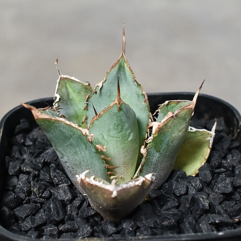 極上親株 アガベ チタノタ fo76 アガベ チタノタ 