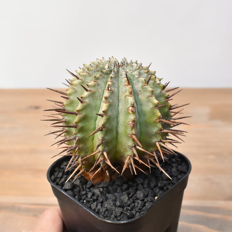 ユーフォルビア ホリダ 