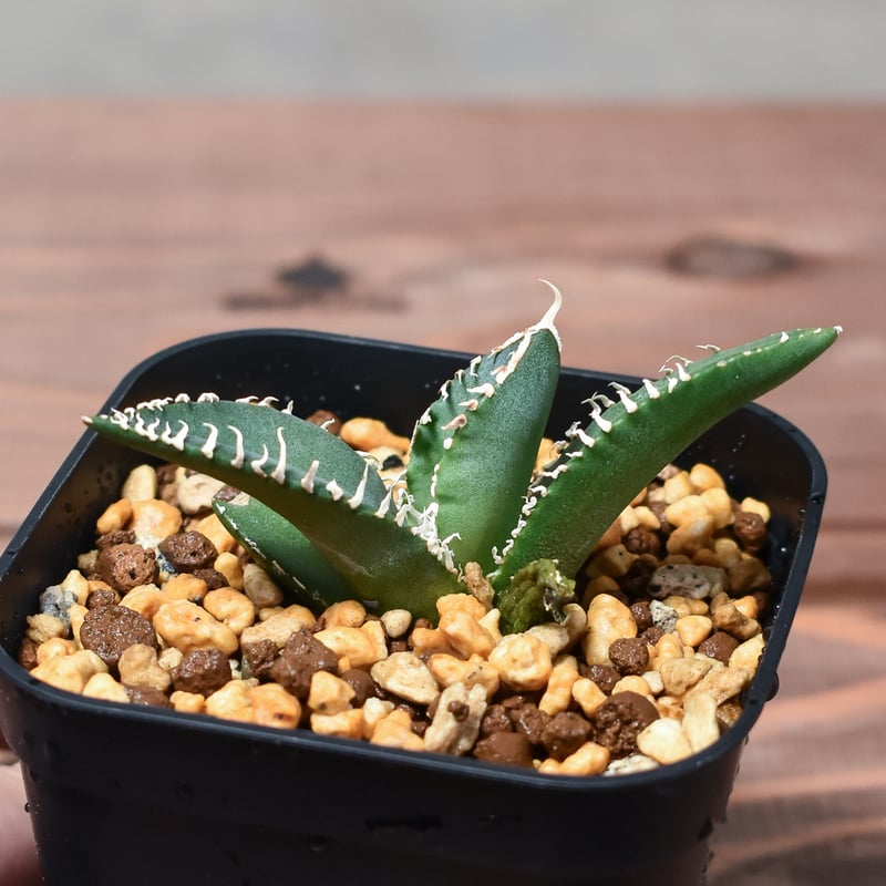 アガベチタノタ 南アフリカダイヤモンド SAD 発根済 OC アガベ チタノタ 南アフリカダイヤモンド 