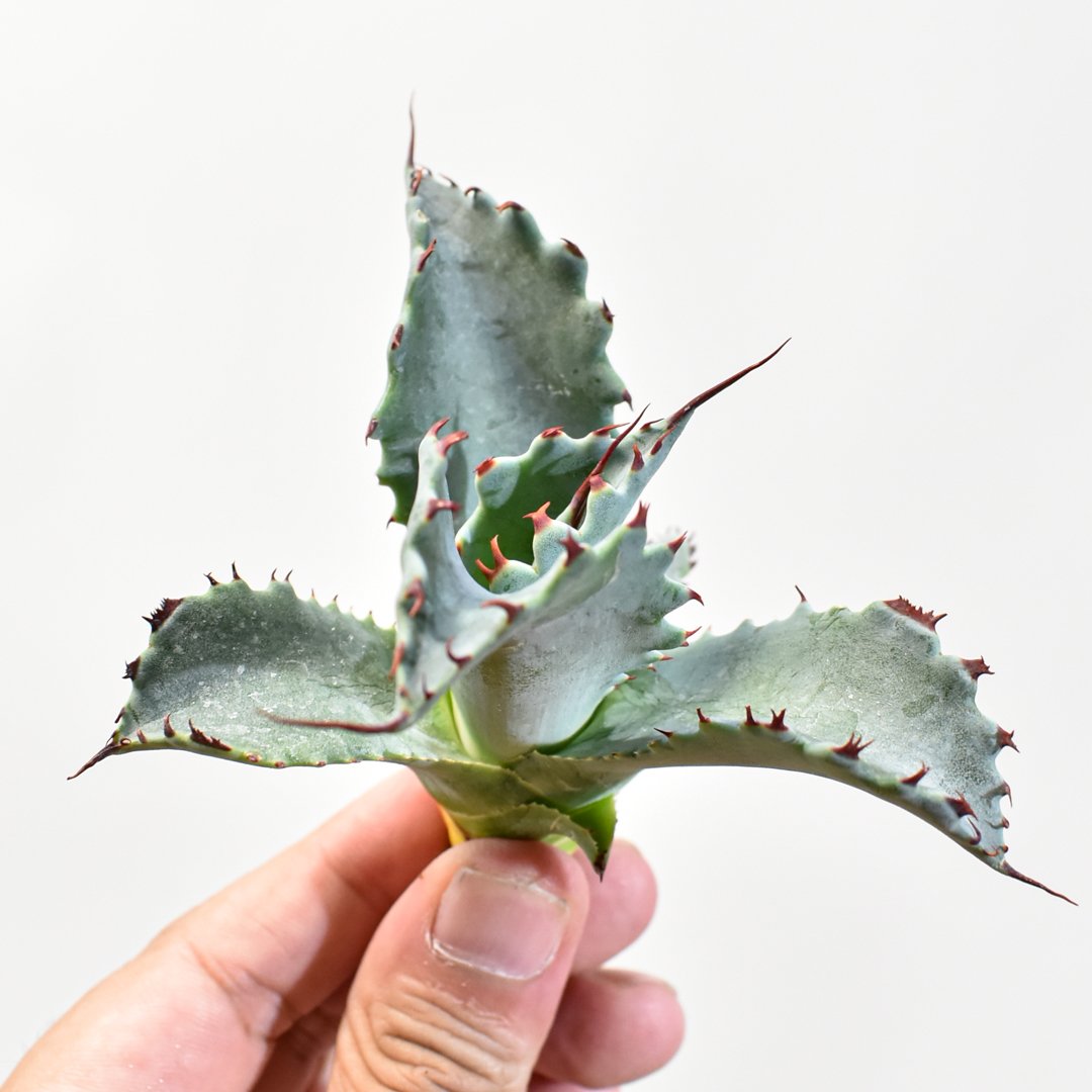 アガベ　ハイブリッド　イシスメンシスxパラサナ アガベ hybrid パラサナ×特選イシスメンシス/賴光X甲蟹特選