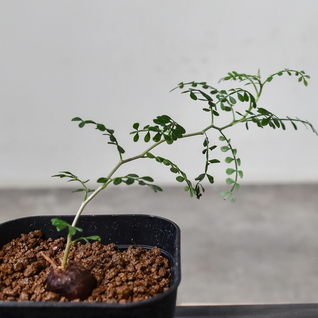 いいスタイル 【2頭】オペルクリカリアパキプス 根挿し 発根済み 植物