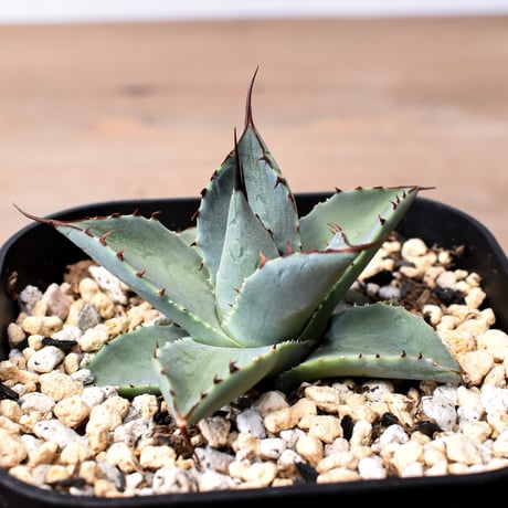 アガベ ハイブリット 曙光 ×（パラサナ、イシスメンシス）【台湾botanical_seeker産】C RF25011574