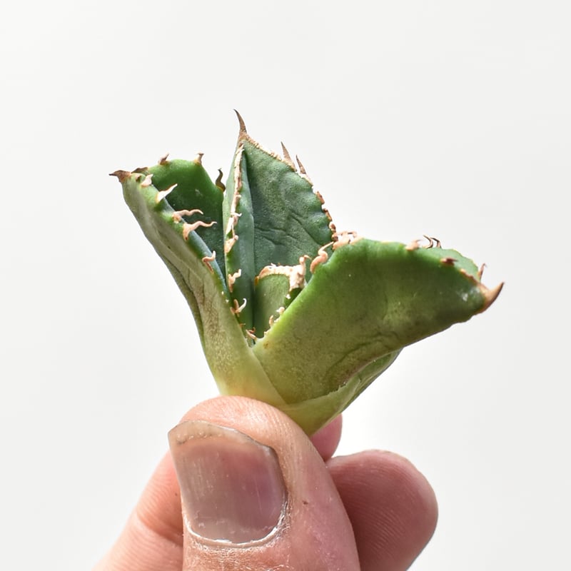 アガベ チタノタ 