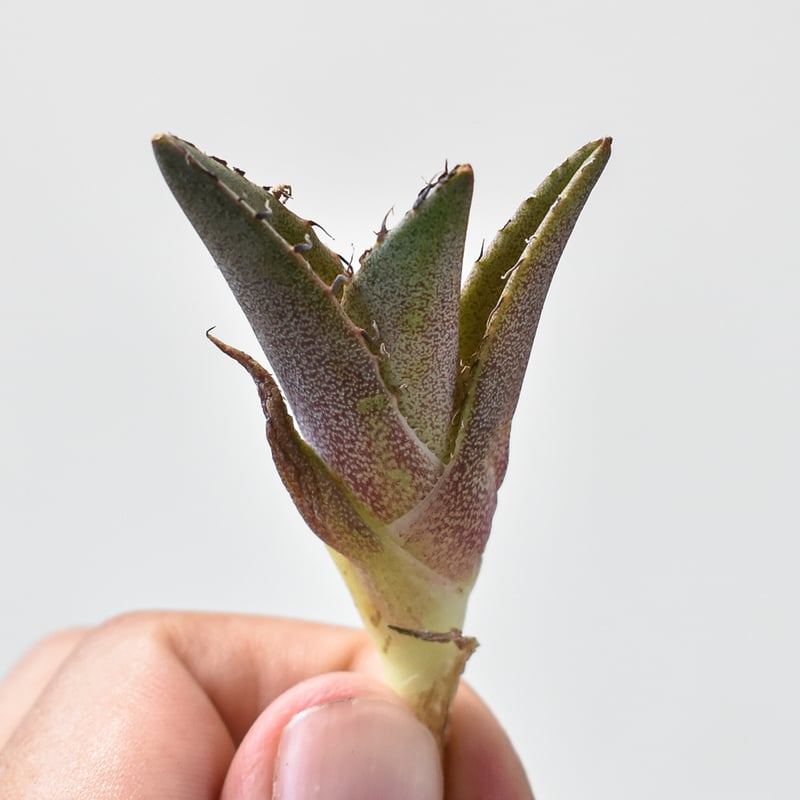 アガベ チタノタ 