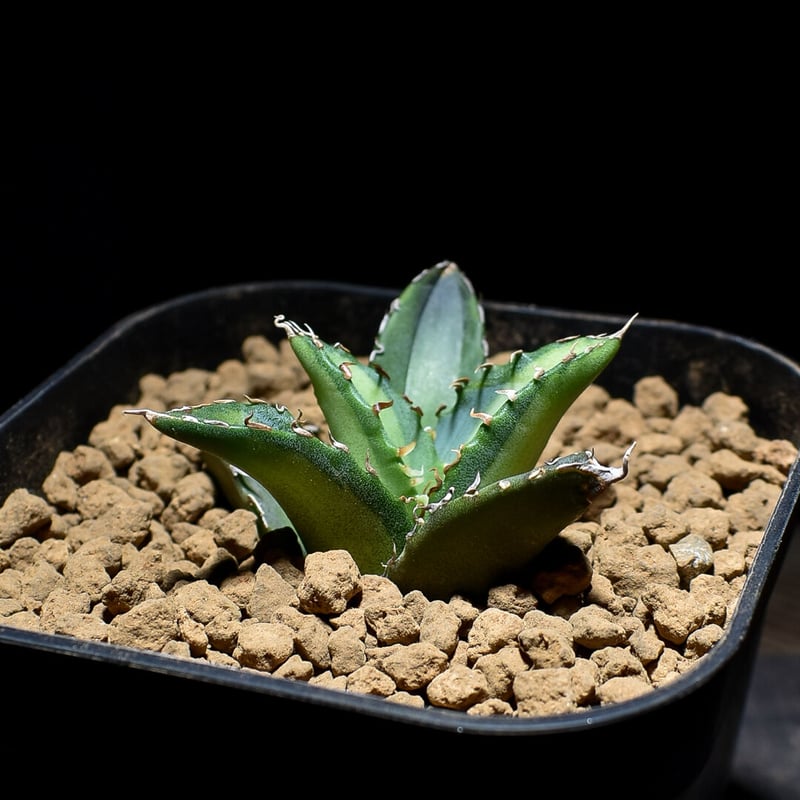 アガベ チタノタ 