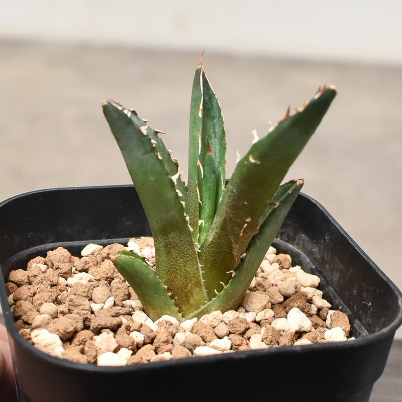 アガベチタノタMS-NBブツブツ子株 発根済み