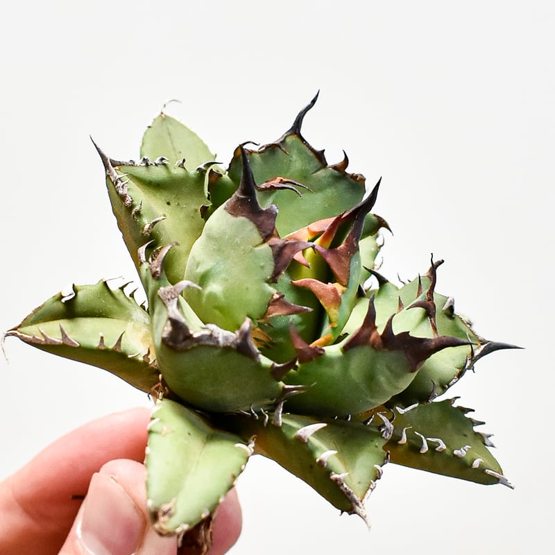 アガベ チタノタ ドワーフ / 