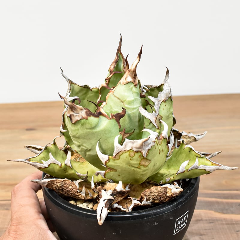 アガベ チタノタ 精品チーター 