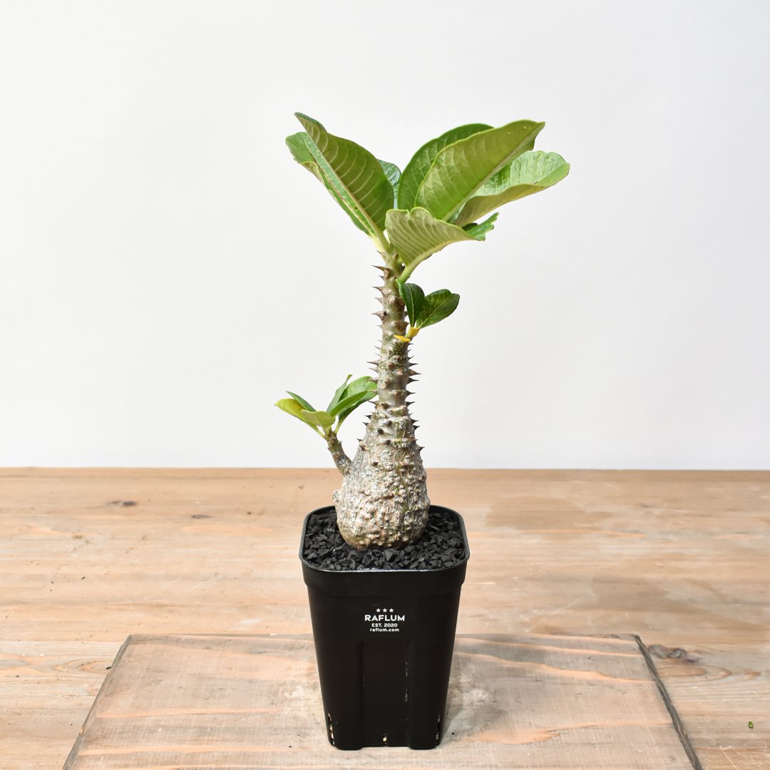 パキポディウム ウィンゾリー 【実生】RFHK25011483 | RAFLUM