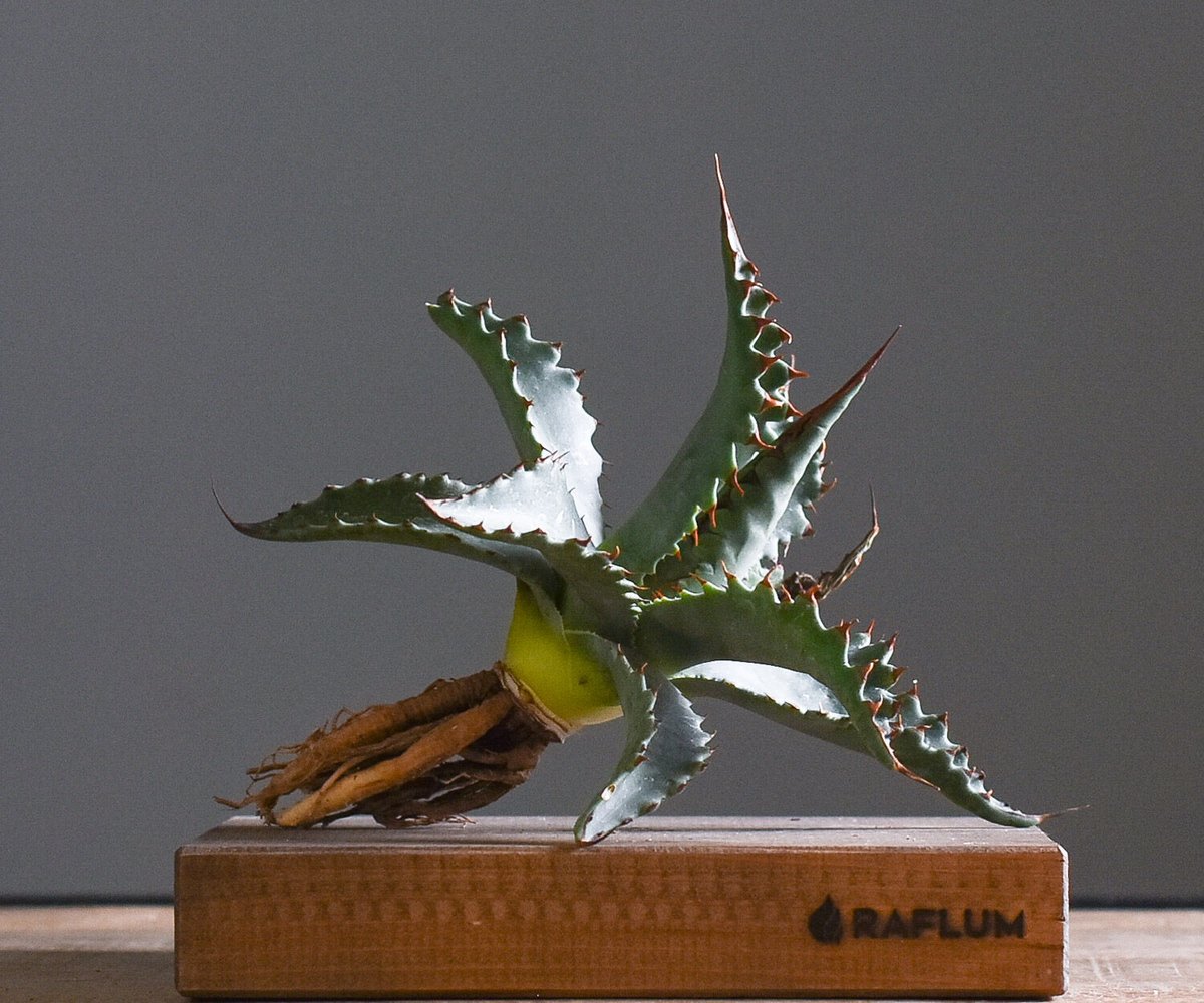 アガベ ジェントリー ジョーズ 抜き苗販売【お買い逃し厳禁！！流通量