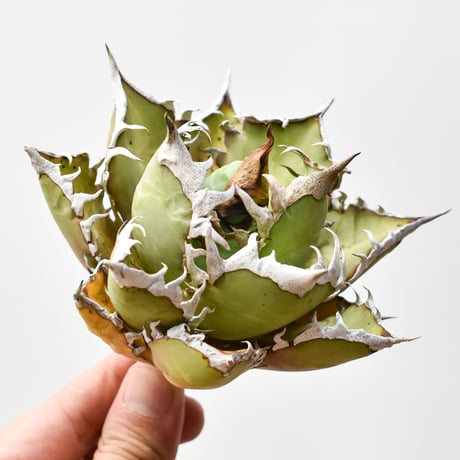 レッドキャット | STORES