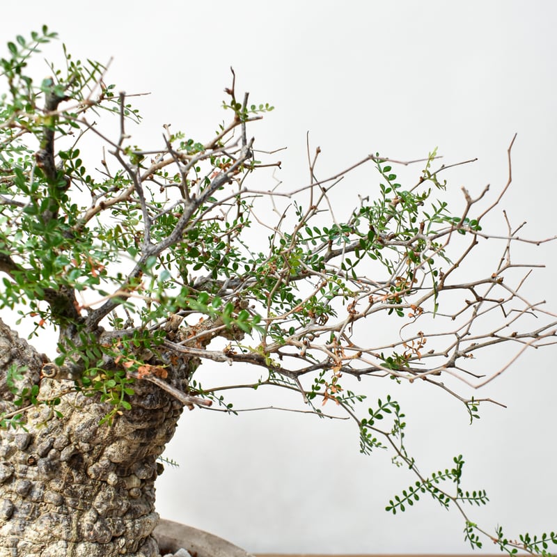 RAFLUMコレクション】オペルクリカリア パキプス 