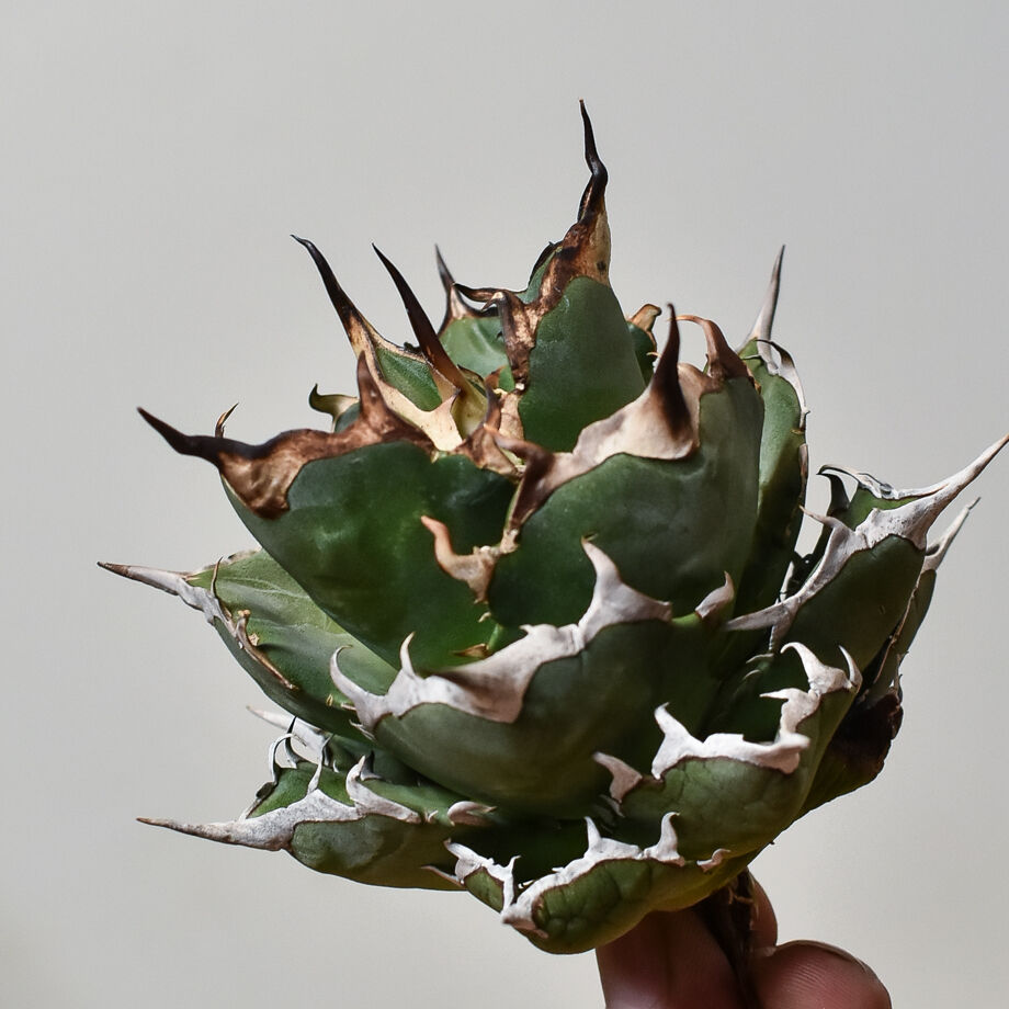 【週末限定価格】agave titanota Hades 恐龍牙齒 台湾輸入株！