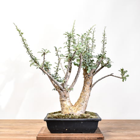 CATEGORY 塊根植物 | RAFLUM / ラフラム｜東京、大阪の塊根植物