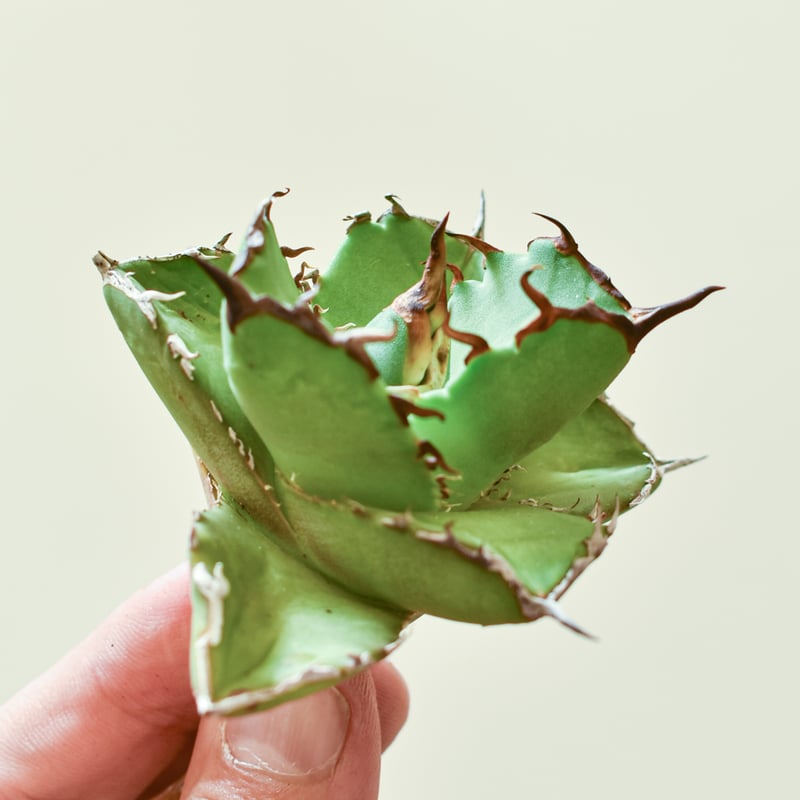 チタノタ 極厚バンド 「虎鯨（シャチ）」発根活着済 アガベ チタノタ 虎鯨 