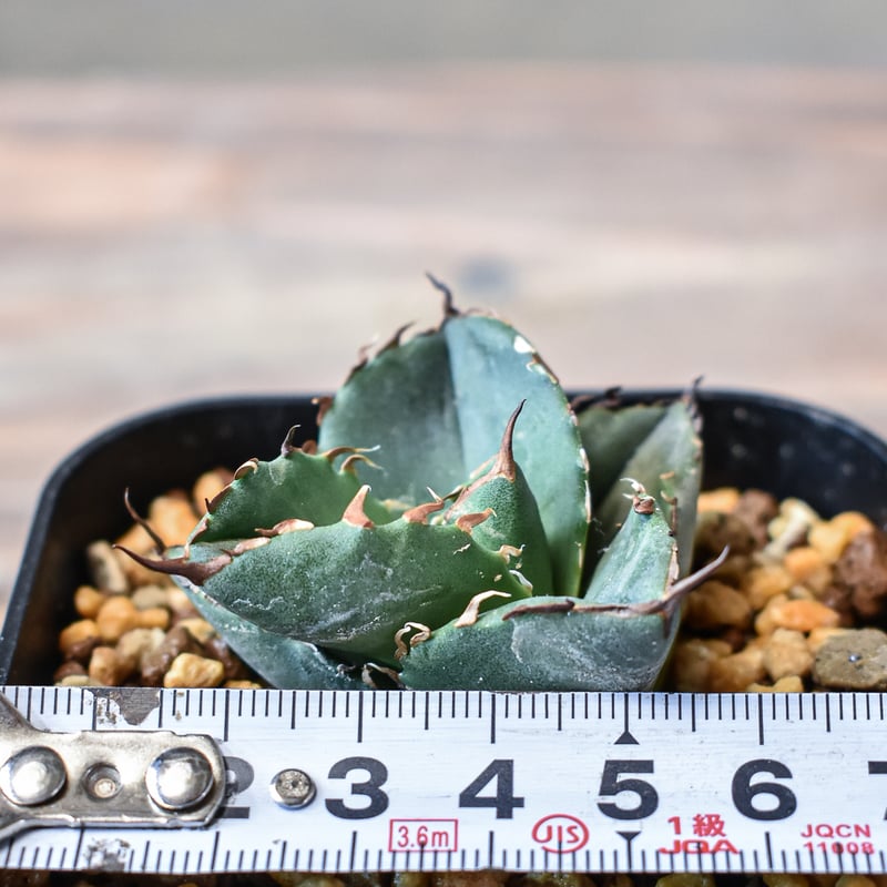 アガベ チタノタ 