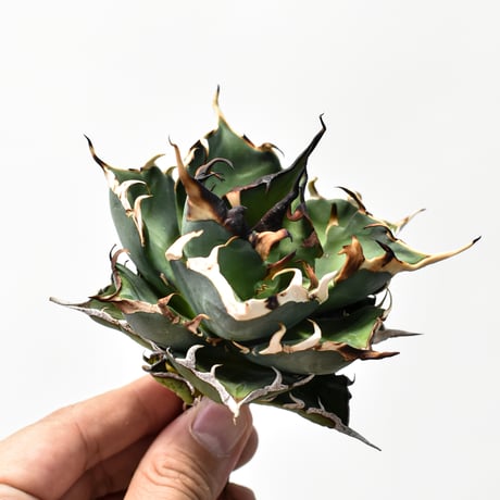 アガベ チタノタ "精品ハデス" / 精品黒帝斯、精品恐竜牙歯 【台湾 dragon agave産/中株/抜き苗】B RF25011900