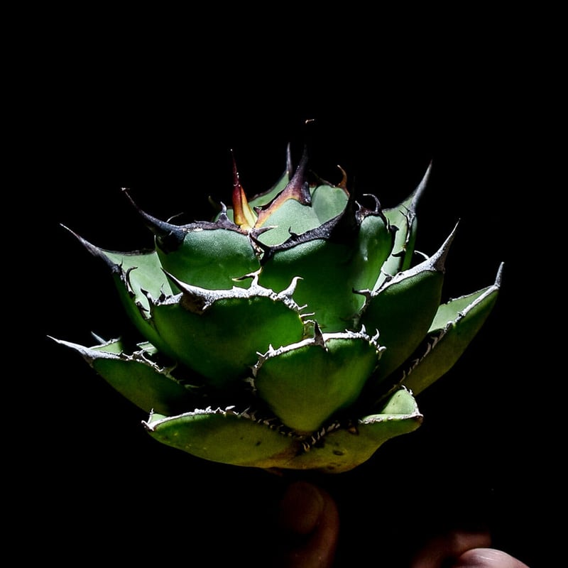 アガベ チタノタ パンダ 