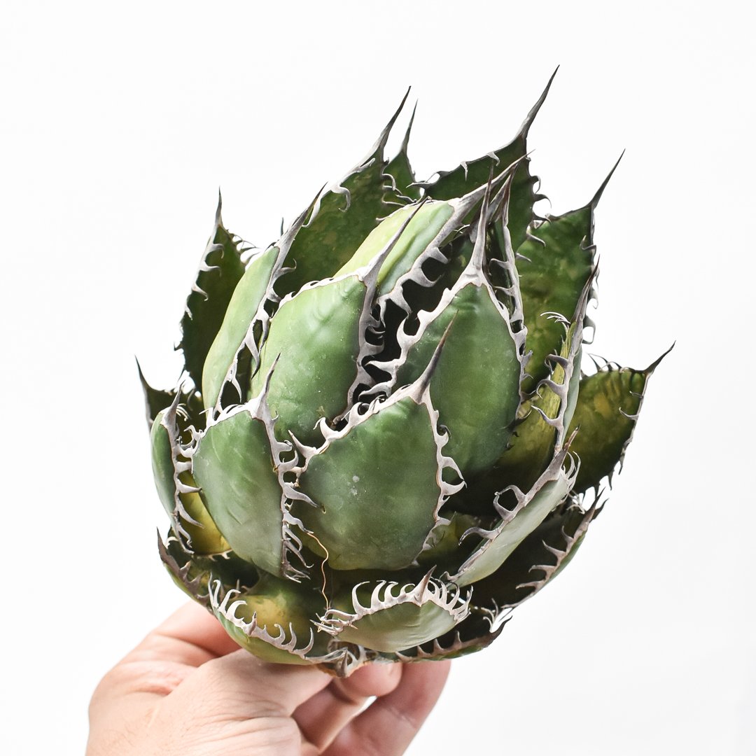 アガベホリダ極上株　Agave horrida No.AHRD010 アガベホリダ極上株 Agave horrida No.AHRD010 Agave colorata x