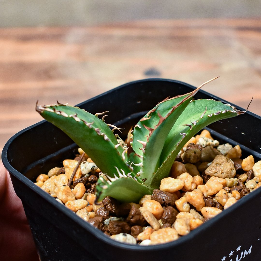 レア株】アガベ チタノタ 