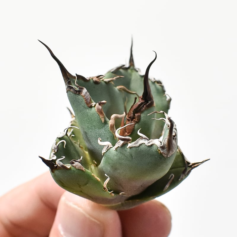 アガベ チタノタ DENNIS020【台湾 dragon agave産/抜き苗/子株