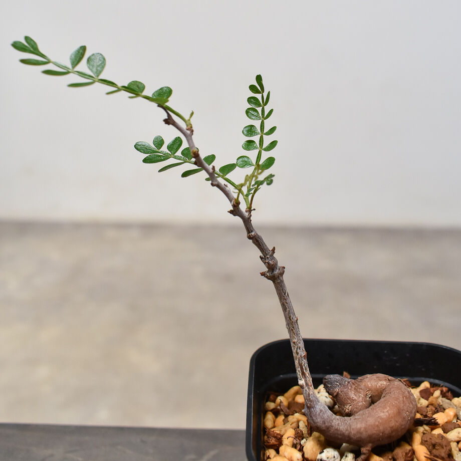 オペルクリカリア パキプス （実生）RF231684 | RAFLUM / ラフラム