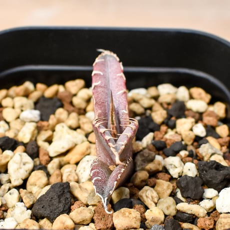 【RAFLUM育成株 5個セット】アガベ Mexico oteroi seeding / オテロイ実生 メキシコ産 【RAFLUM産/実生/子株】B