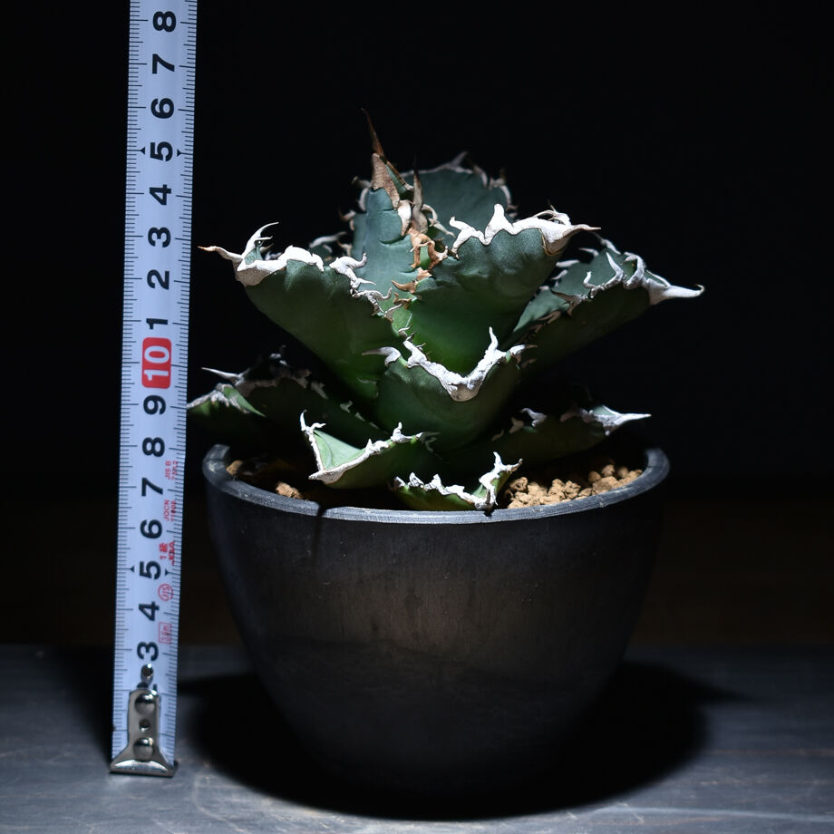 fit=scale-down,w=1200