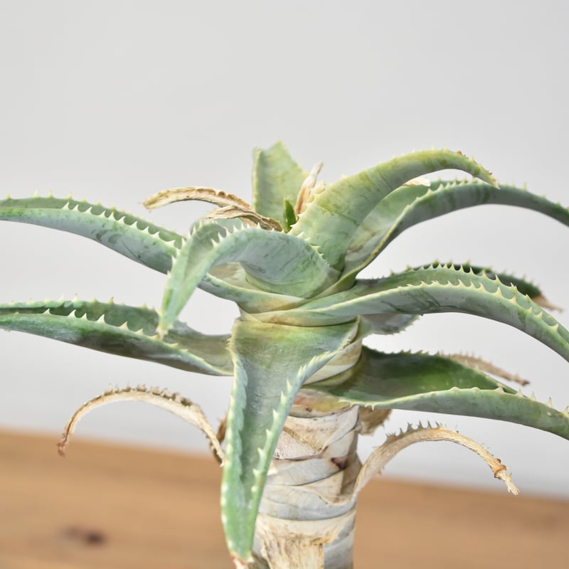 アロエ ピランシー【実生】RF25011361 | RAFLUM / ラフラム｜東京