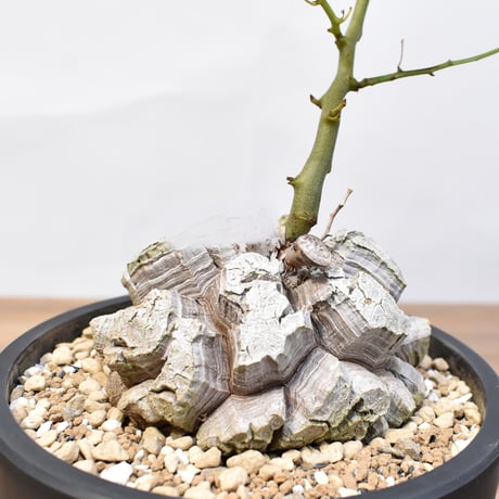 ディオスコレア・エレファンティペス"亀甲竜"【発根済み】B